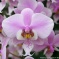 Phalaenopsis schilleriana