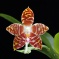 Phalaenopsis amboinensis