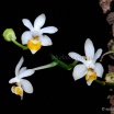 Phalaenopsis malipoensis