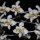 Phalaenopsis celebensis