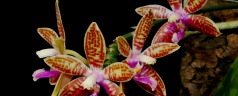 Phalaenopsis corningiana