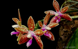 Phalaenopsis corningiana