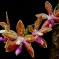Phalaenopsis corningiana