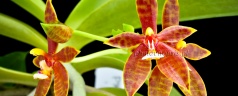 Phalaenopsis cornu-cervi