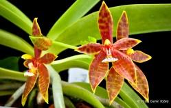 Phalaenopsis cornu-cervi