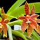 Phalaenopsis cornu-cervi