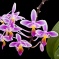 Ssp. (subspecies), var. (variety) czy f. (form)?