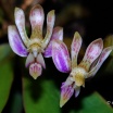 Phalaenopsis minus