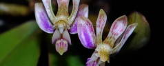 Phalaenopsis minus