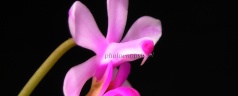 Phalaenopsis taenialis