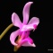 Phalaenopsis taenialis