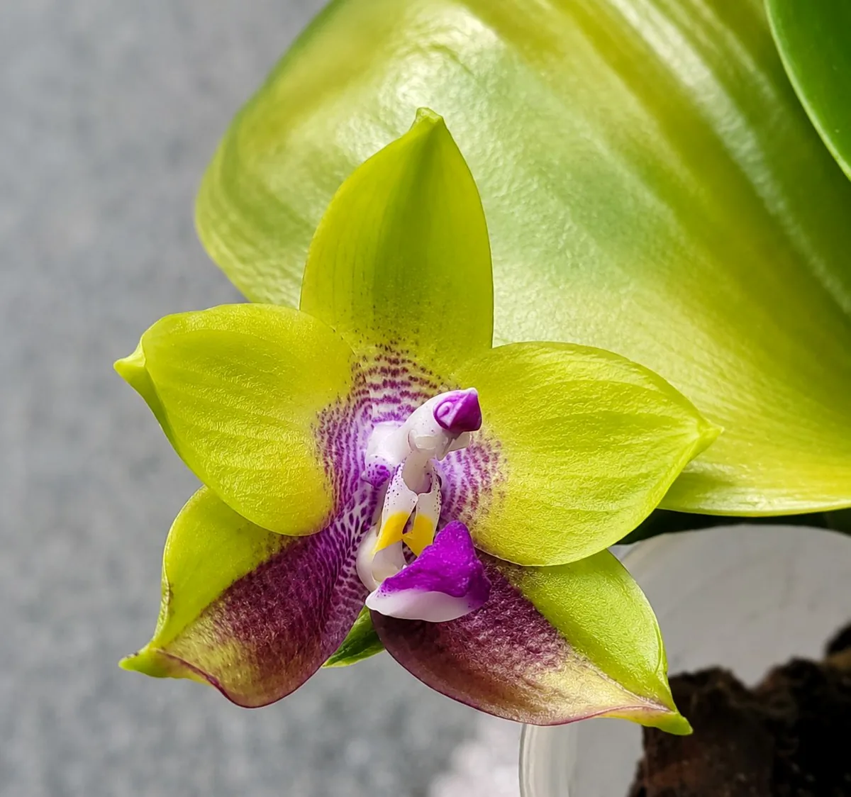 Phalaenopsis Mituo Prince ‘Chin Ming’ – świeżo rozwinięty limonkowo-zielony kwiat z purpurowym deseniem i fioletową warżką