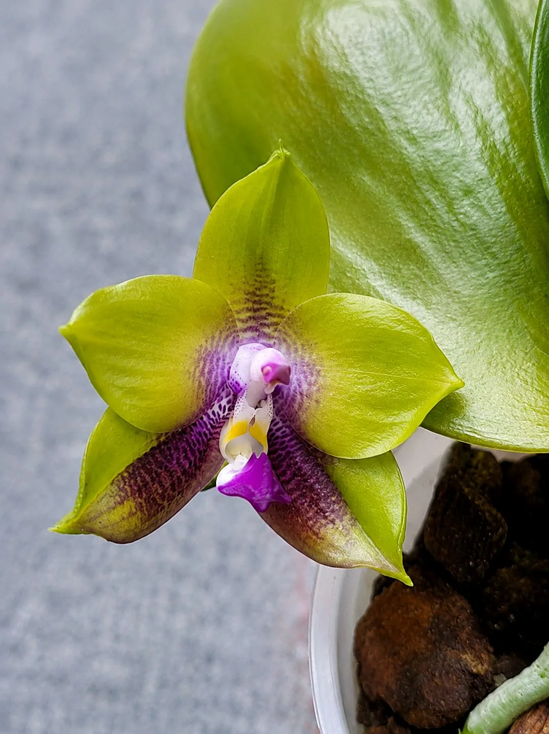 Zbliżenie kwiatu Phalaenopsis Mituo Prince ‘Chin Ming’ pokazujące purpurowe cętki, żyłkowanie, woskową powierzchnię płatków i fioletową warżkę