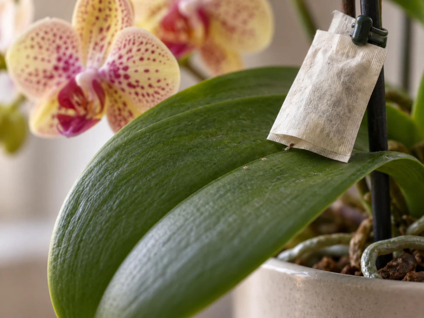 Saszetka hodowlana z dobroczynkami zawieszona przy liściu Phalaenopsis; maleńkie roztocze stopniowo wychodzą na roślinę.