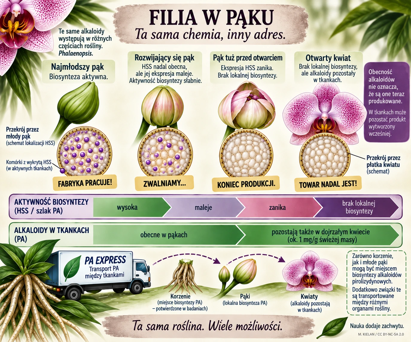Botaniczna ilustracja popularnonaukowa pokazująca kolejne etapy rozwoju pąka Phalaenopsis: aktywną biosyntezę alkaloidów pirolizydynowych w najmłodszym pąku, stopniowy spadek ekspresji HSS i zanik lokalnej biosyntezy przed otwarciem kwiatu, mimo dalszej obecności alkaloidów w jego tkankach.
