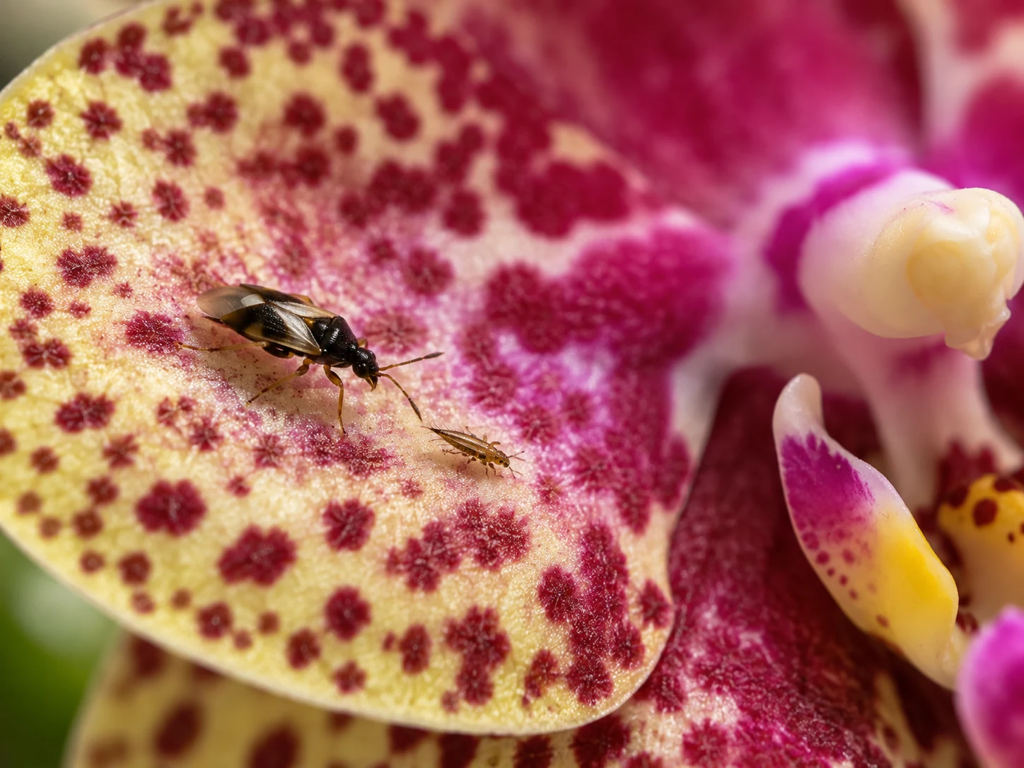 Dziubałeczek Orius tropi wciornastka na nakrapianym płatku kwiatu Phalaenopsis.
