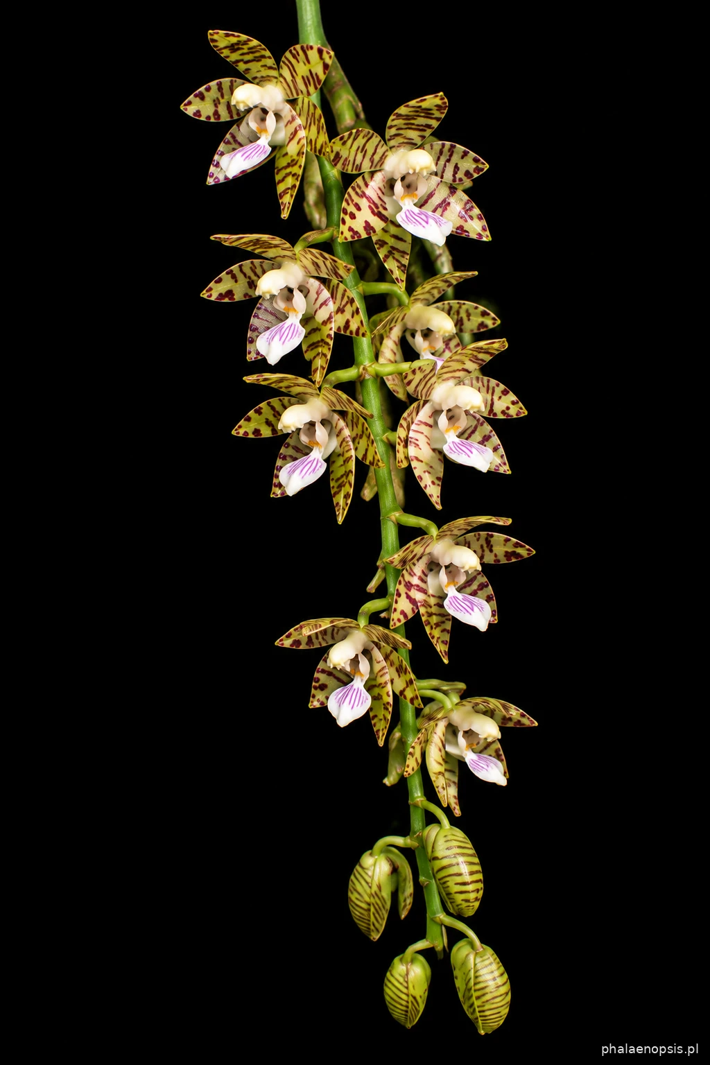 Zwisający wielokwiatowy kwiatostan Phalaenopsis kapuasensis na czarnym tle