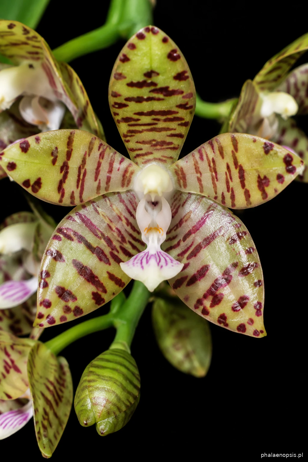 Kwiat Phalaenopsis kapuasensis w zbliżeniu, ukazujący budowę warżki i prążkowane listki okwiatu