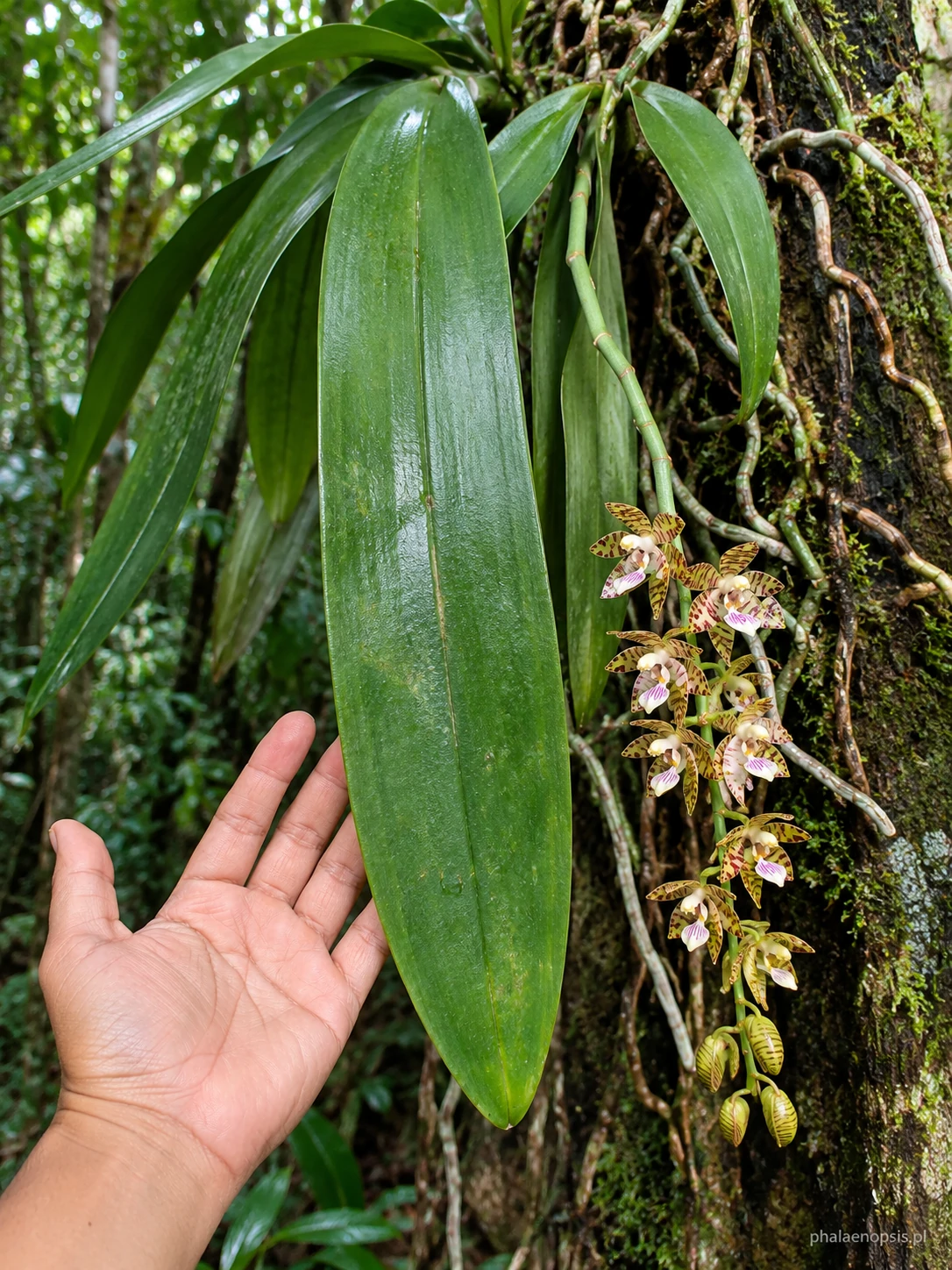 Duży liść Phalaenopsis kapuasensis pokazany przy ludzkiej dłoni dla porównania skali