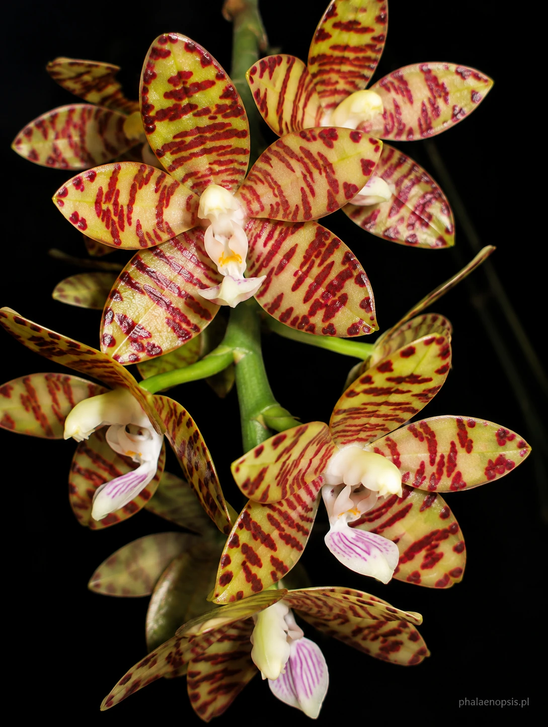 Kwiaty Phalaenopsis kapuasensis pokazujące zmienność intensywności bordowych prążków