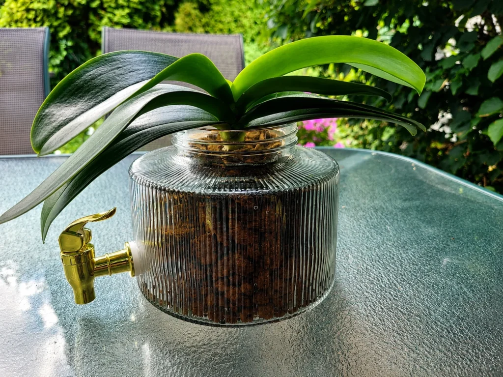 Phalaenopsis w szerokim szklanym słoju z kranikiem po pierwszym podlaniu i odlaniu nadmiaru wody deszczowej, dzień zero eksperymentu.